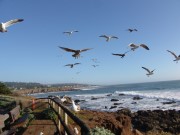 California Sea Shore